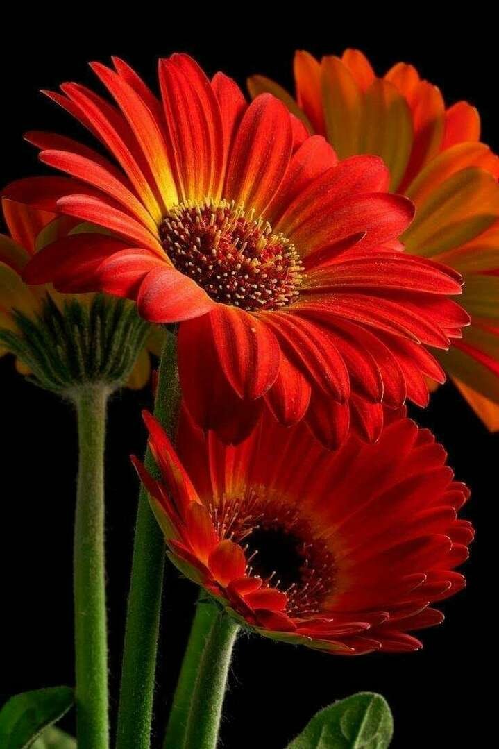 Герберы. - цветы, герберы. - оригинал