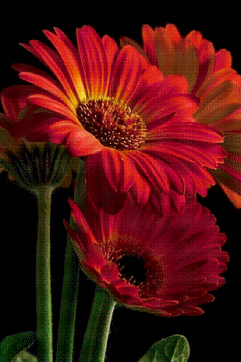 Мартой гербер. Фон цветы герберы. Цветы разноцветные ромашки. Мартой гербер. Герберы цветы.