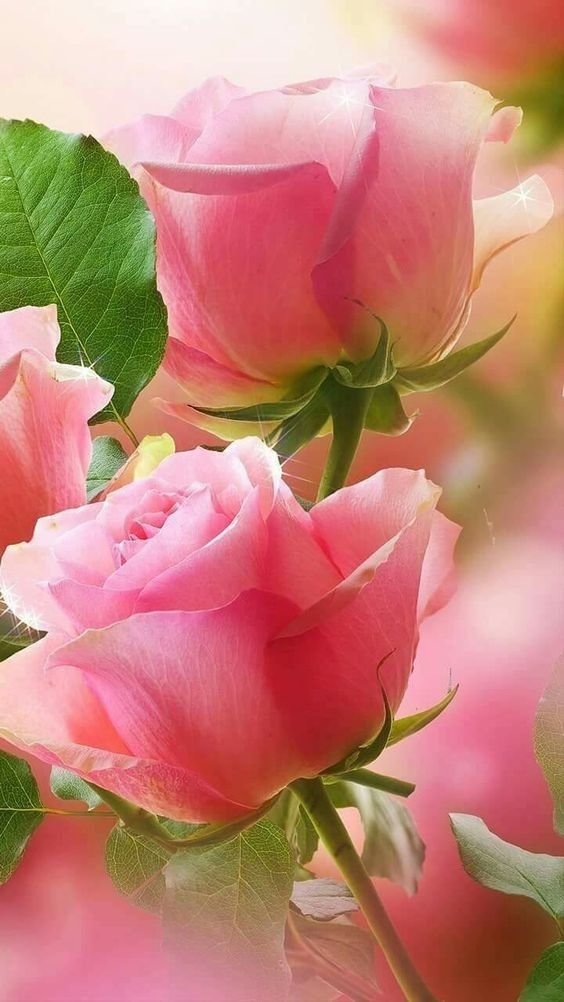 Розы. - розы., цветы - оригинал