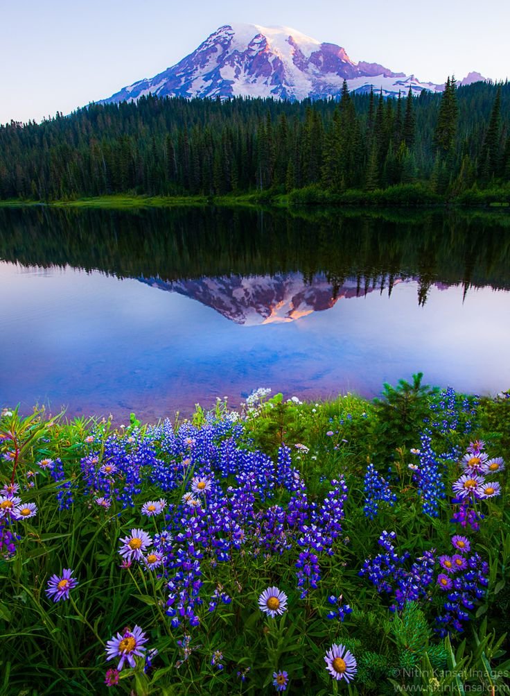 пейзаж. - озеро цветы, горы, пейзаж. - оригинал