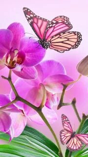 Бабочки. - цветы., бабочки, орхидеи - оригинал