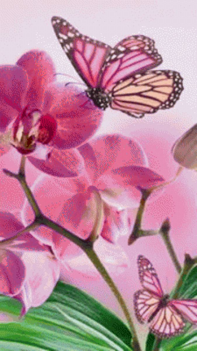 Бабочки. - цветы., орхидеи, бабочки - предпросмотр