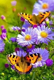 Бабочки. - бабочки, цветы. - оригинал