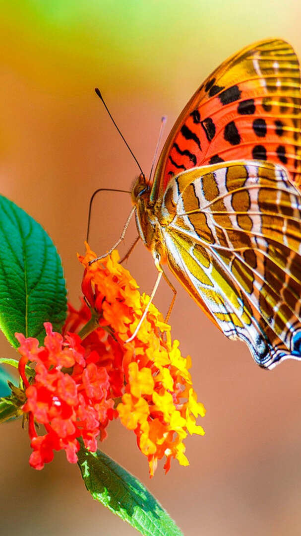 Бабочки. - бабочки, цветы. - оригинал