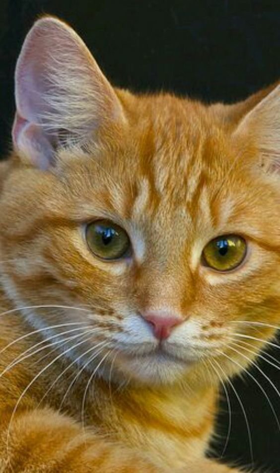 №2515064 - оригинал