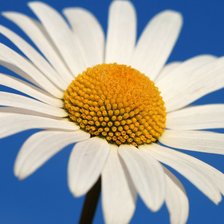 Схема вышивки «Ромашка»