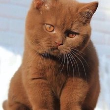 Схема вышивки «Кот»