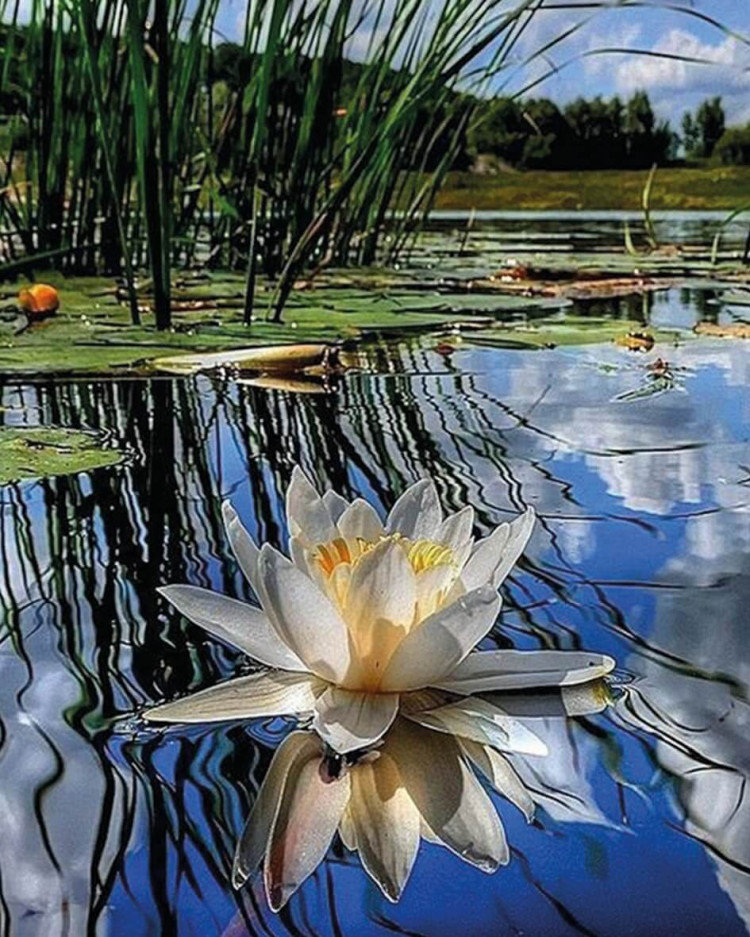 лотос - оригинал