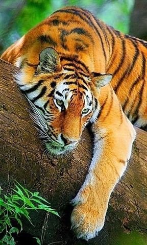 тигр - тигр - оригинал