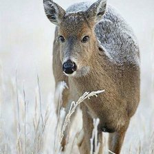 Схема вышивки «№2515817»