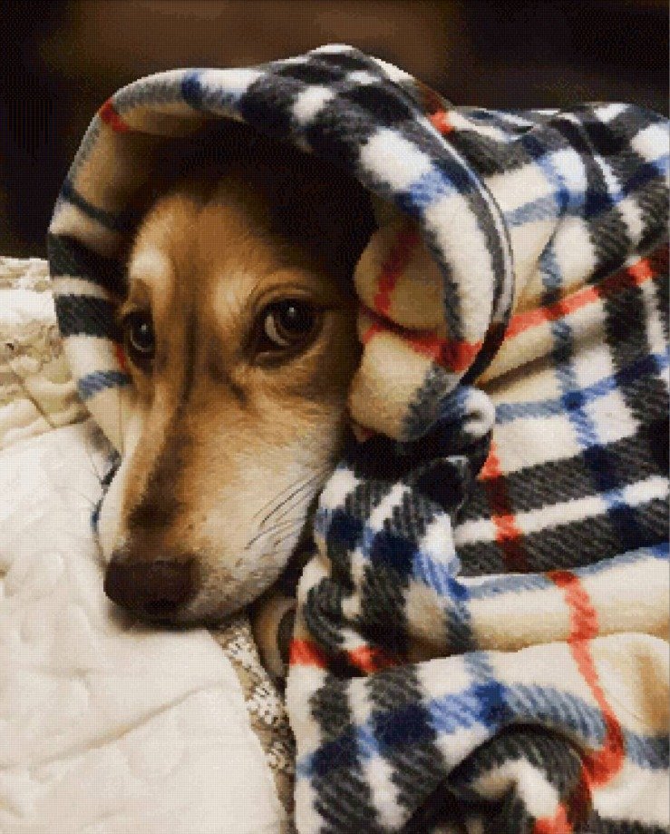 Кира - оригинал