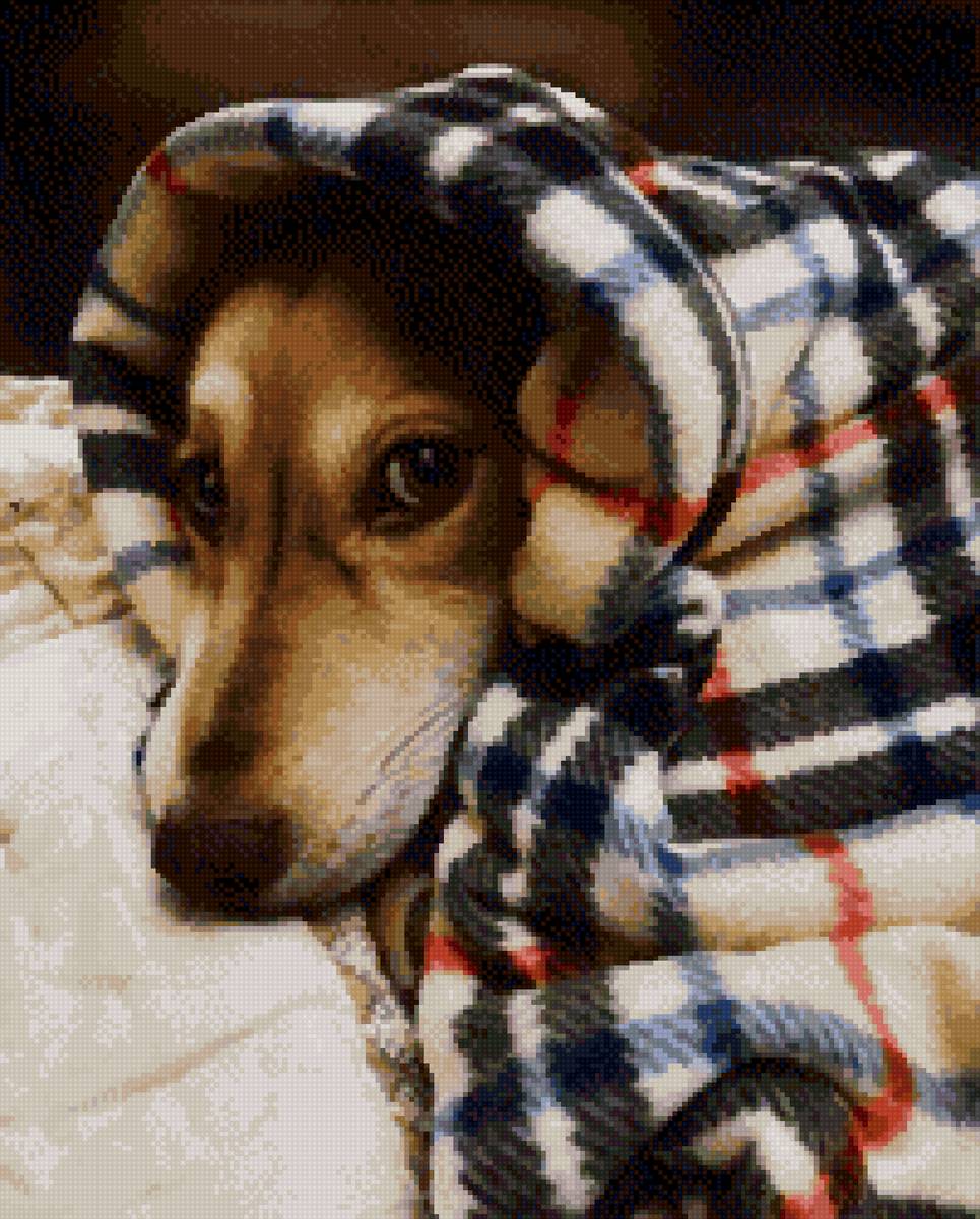 Кира - предпросмотр