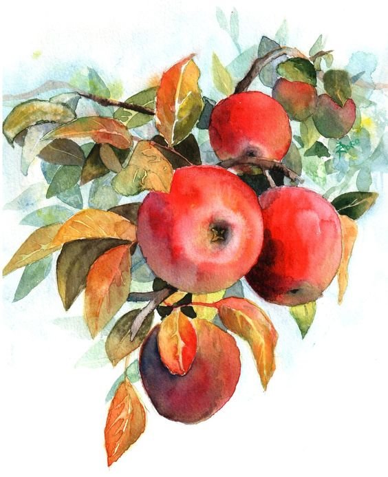 яблоки на ветке, акварель - акварель, яблоки - оригинал