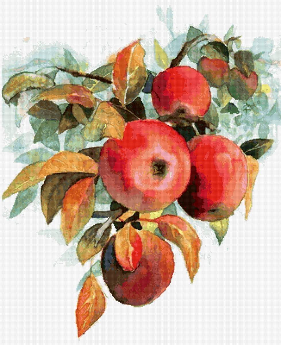 яблоки на ветке, акварель - акварель, яблоки - предпросмотр