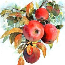 Оригинал схемы вышивки «яблоки на ветке, акварель» (№2516058)