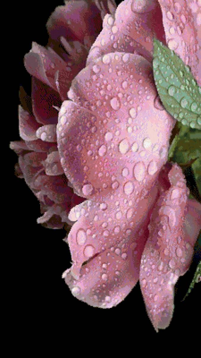 пион - цветы, букет, пионы - предпросмотр