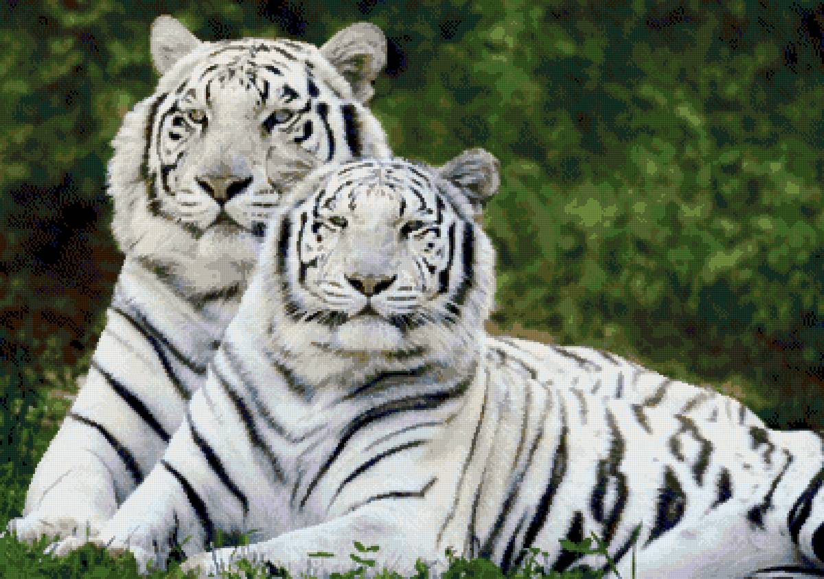 Тигры - тигры - предпросмотр