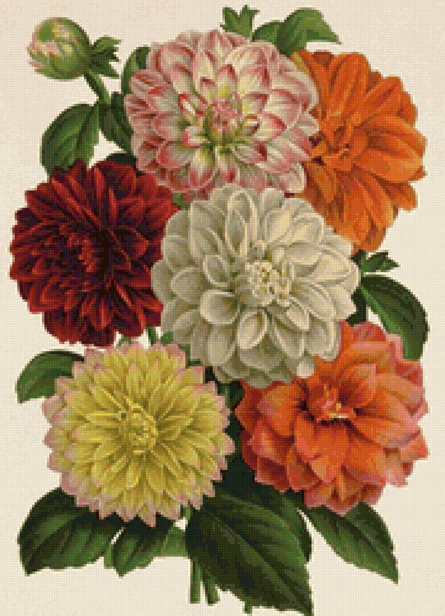 георгины - цветы - предпросмотр