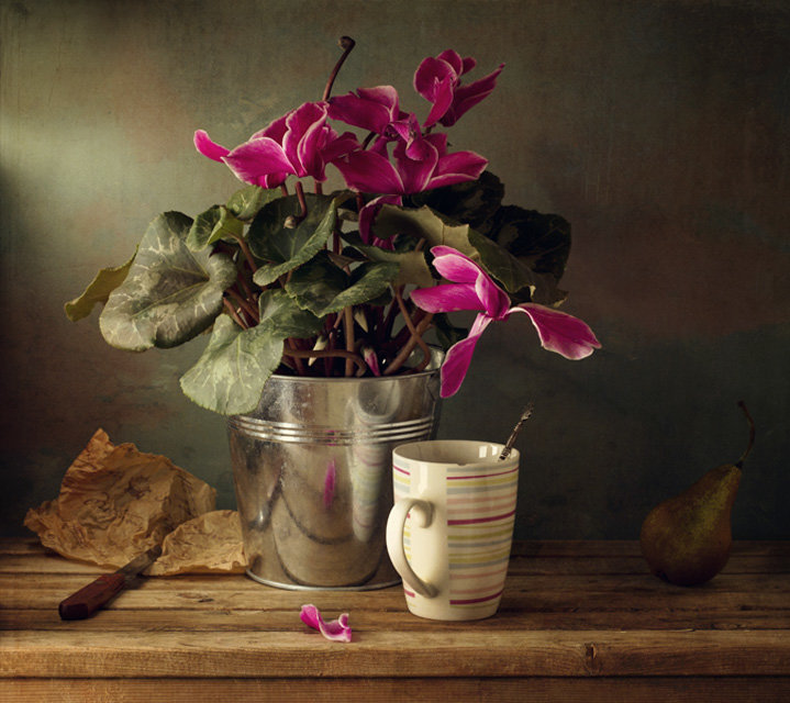Цикламен - цикламен, цветы, натюрморт - оригинал