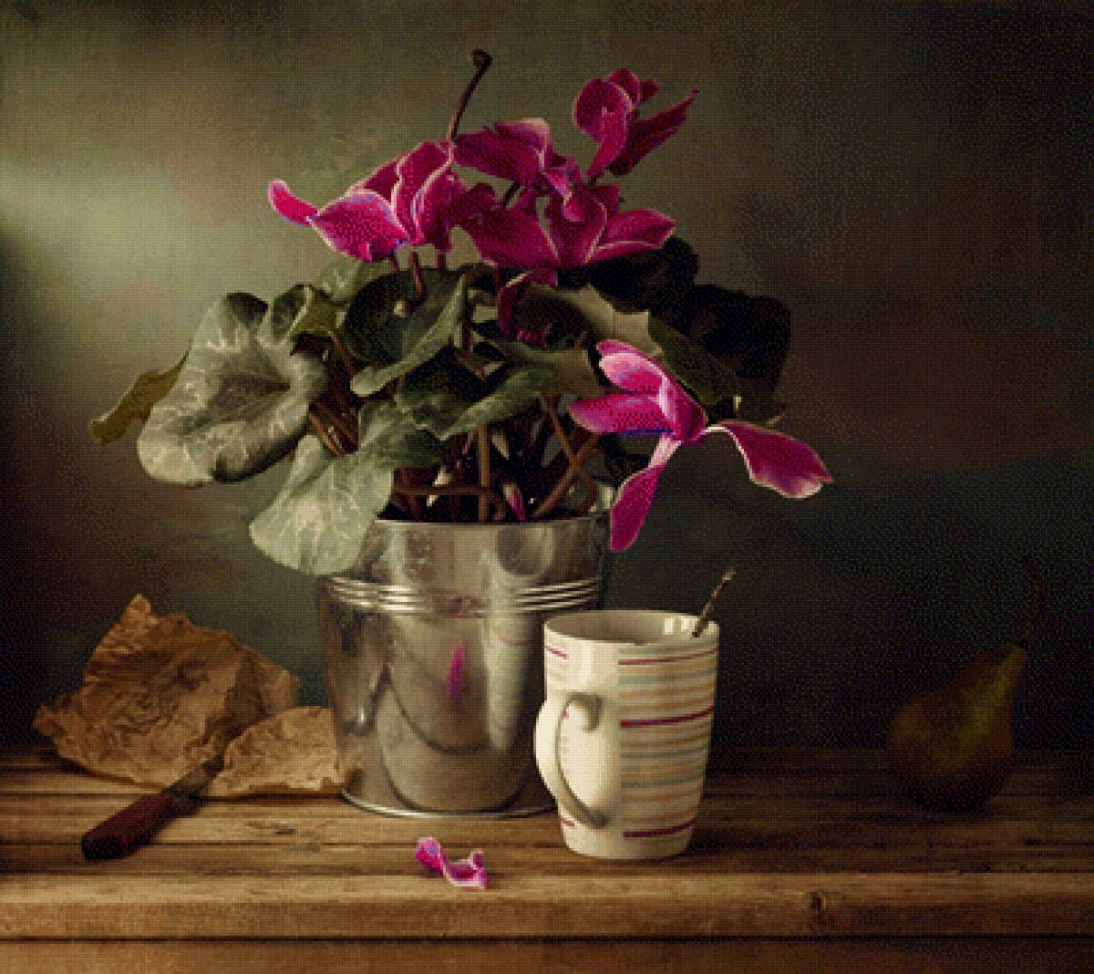 Цикламен - цикламен, цветы, натюрморт - предпросмотр