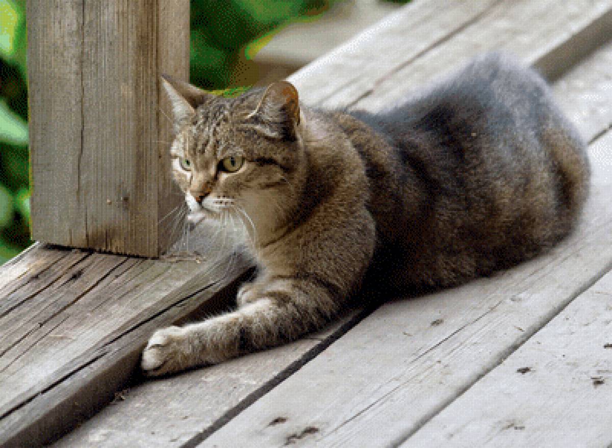 Серьезный взгляд - кот, взгляд - предпросмотр