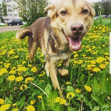 Схема вышивки «Прогулка»