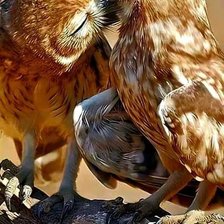 Схема вышивки «№2518000»