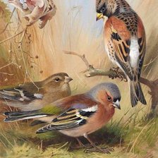 Схема вышивки «Птицы»