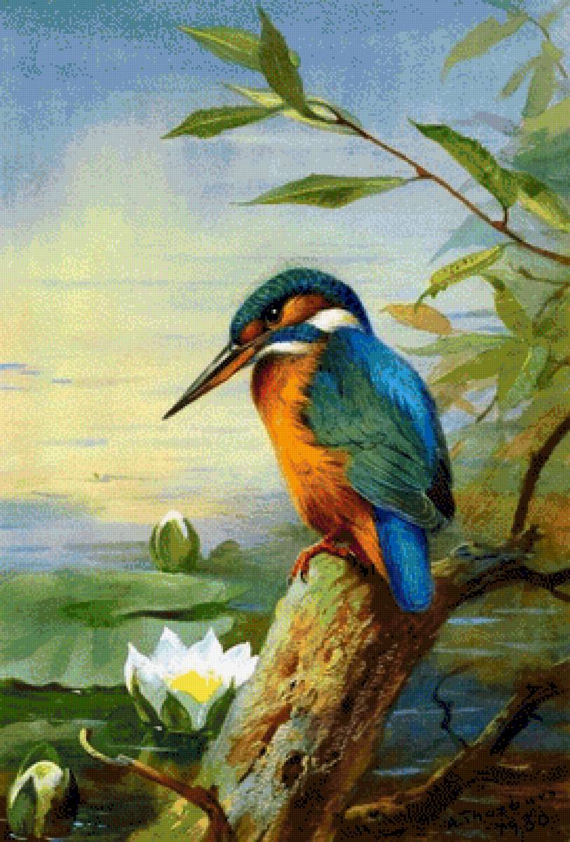 Зимородок - предпросмотр