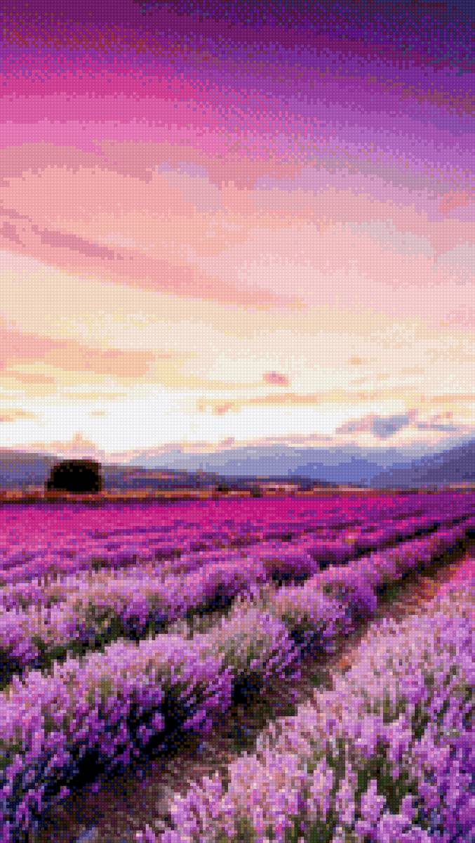 Лавандовое поле - лаванда, закат - предпросмотр