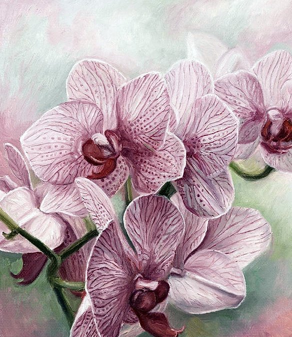 Красавица Орхидея - растения, цветы, орхидея - оригинал