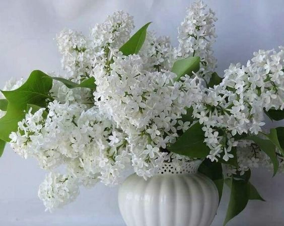 №2519781 - оригинал