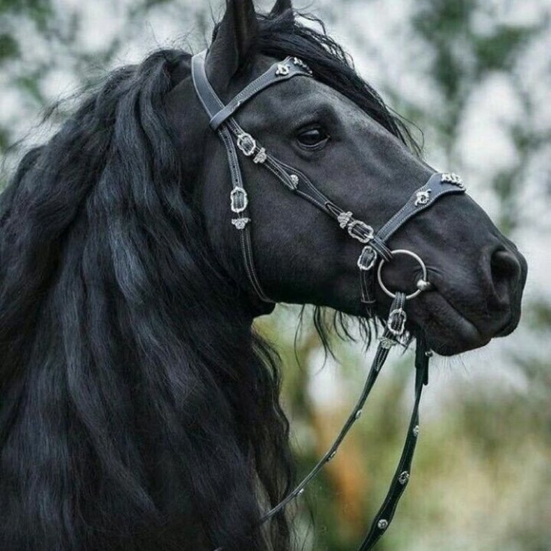 лошадь - лошади, животные - оригинал