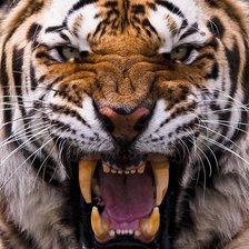 Схема вышивки «тигр»