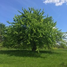 Схема вышивки «Дерево»