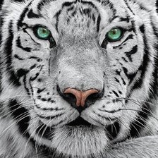 Схема вышивки «№2520990»