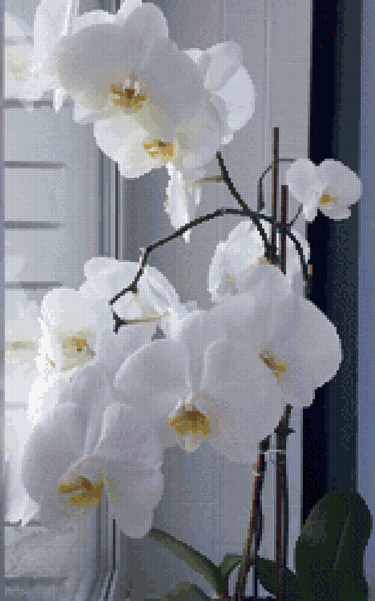 Орхидея - цветок - предпросмотр
