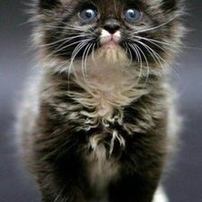 Схема вышивки «№2521003»