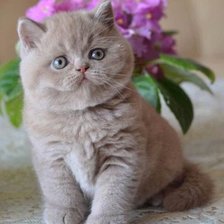 Схема вышивки «№2521005»