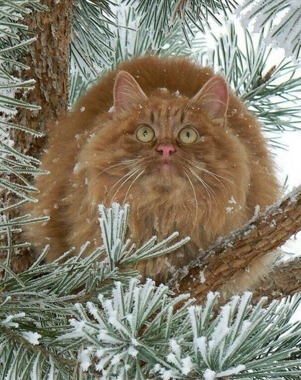 №2521162 - оригинал