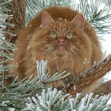 Схема вышивки «№2521162»