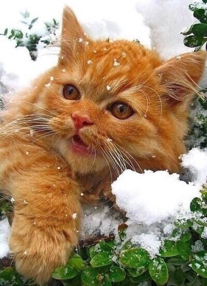 №2521163 - оригинал