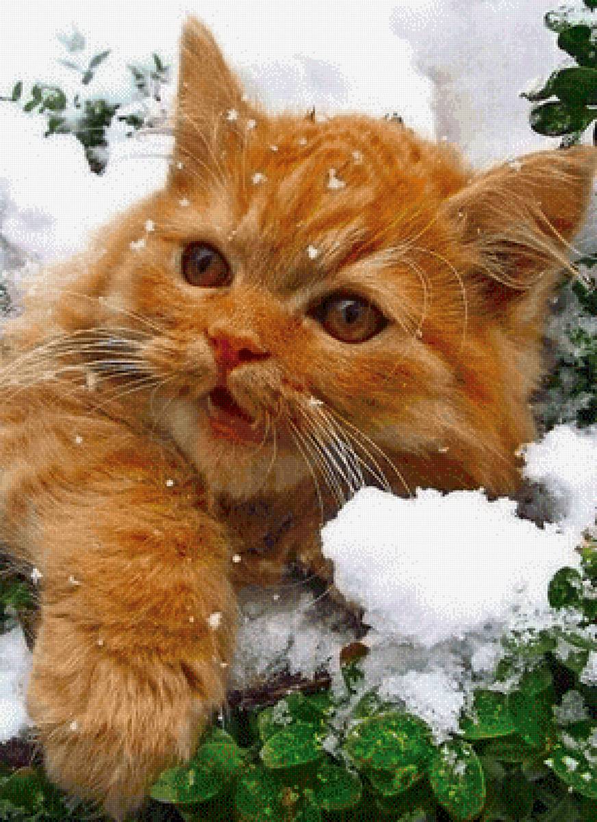 №2521163 - предпросмотр