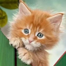 Схема вышивки «№2521170»