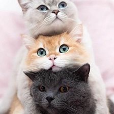 Схема вышивки «№2521187»