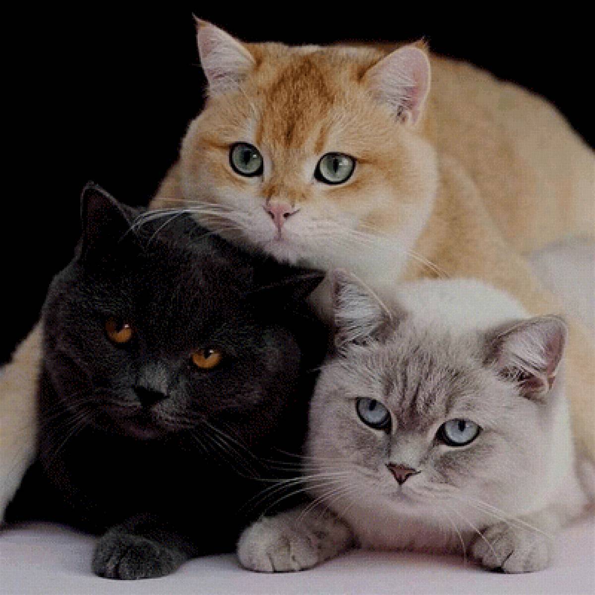 №2521188 - предпросмотр