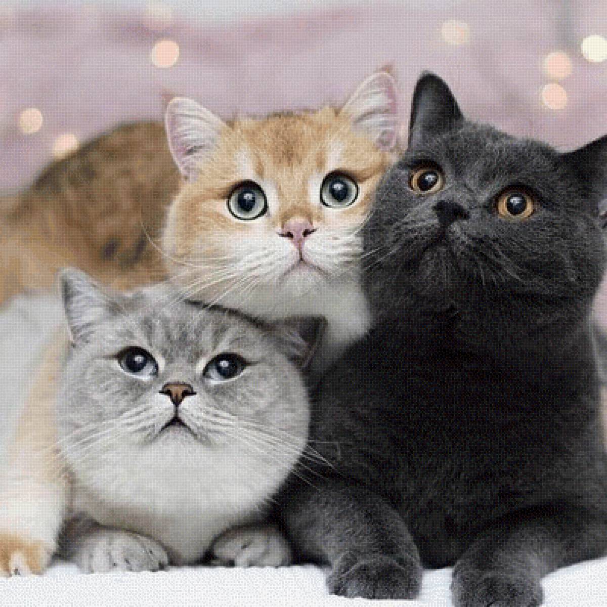 №2521195 - предпросмотр