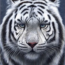 Тигр. - тигр. кошки. дикие - оригинал