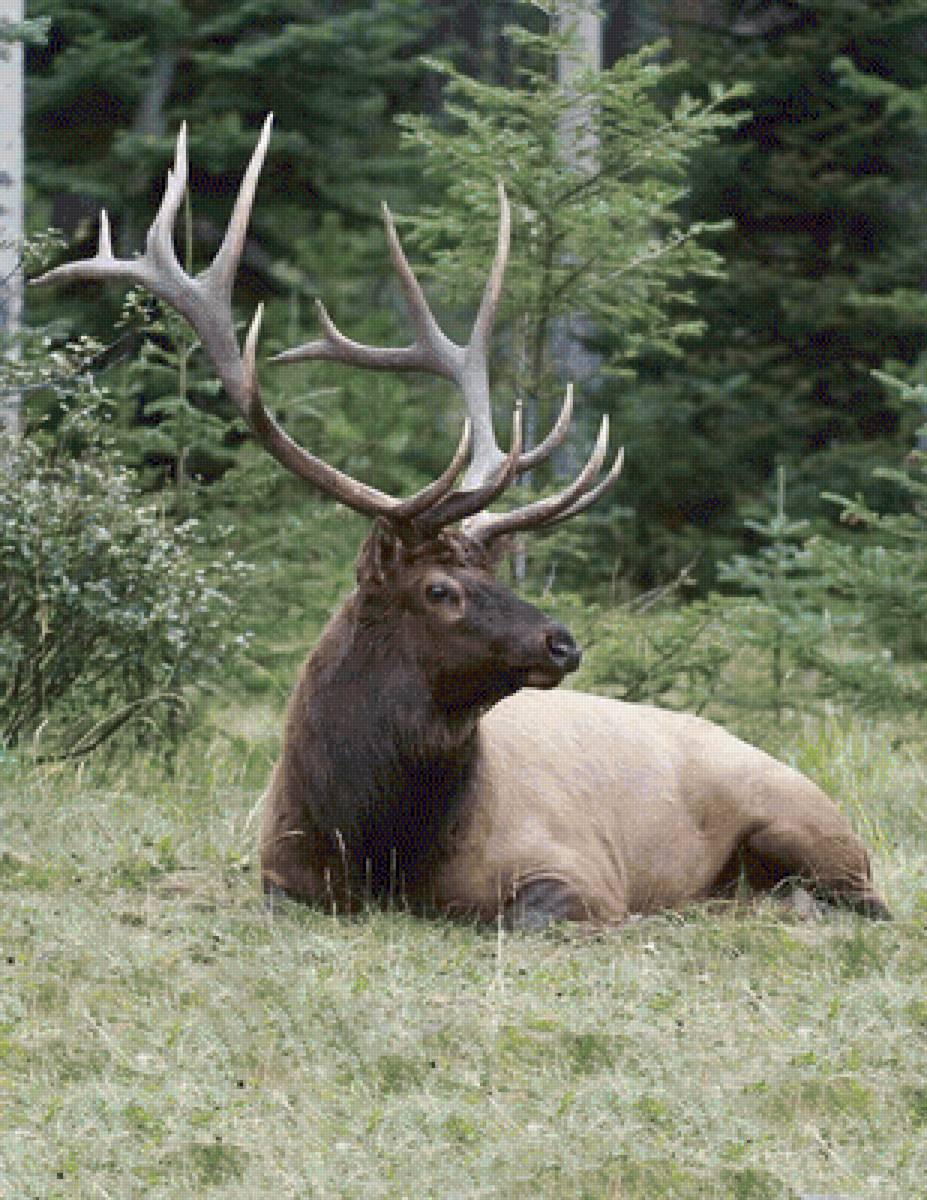 №2521304 - предпросмотр