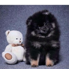 Схема вышивки «Померанец»